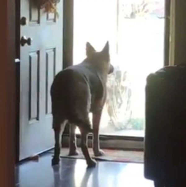 german shepherd gretchen at front door
