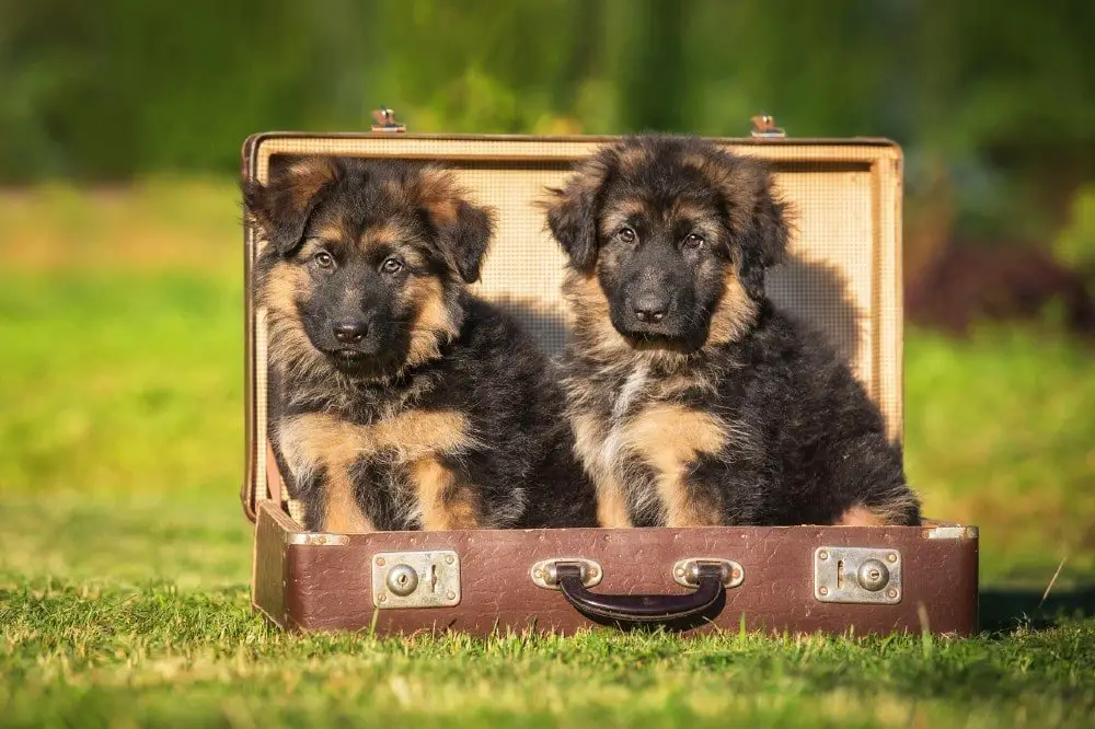 german shepherd puppies in luggage