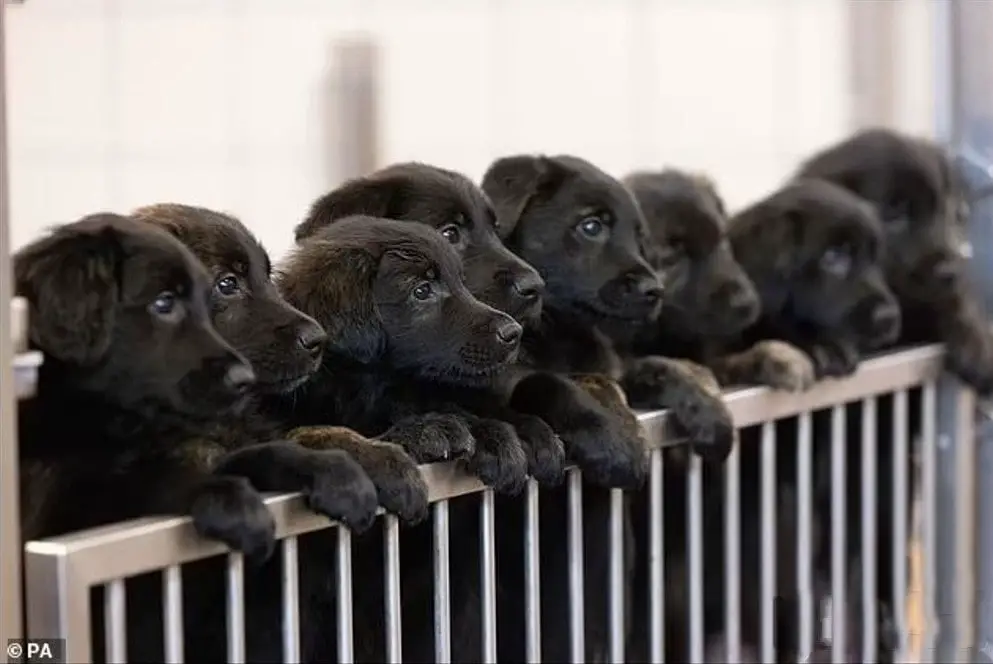 guide dog pups