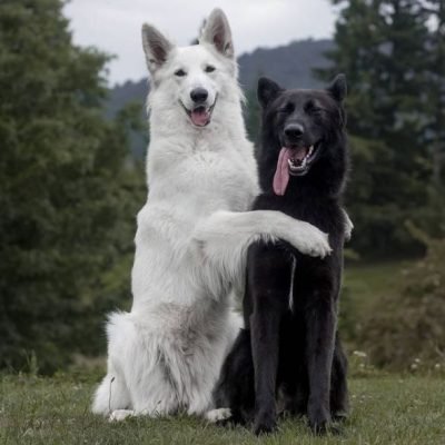 2 german shepherds black and white