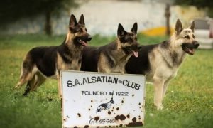 Alsatian Club