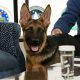 German Shepherd Commander