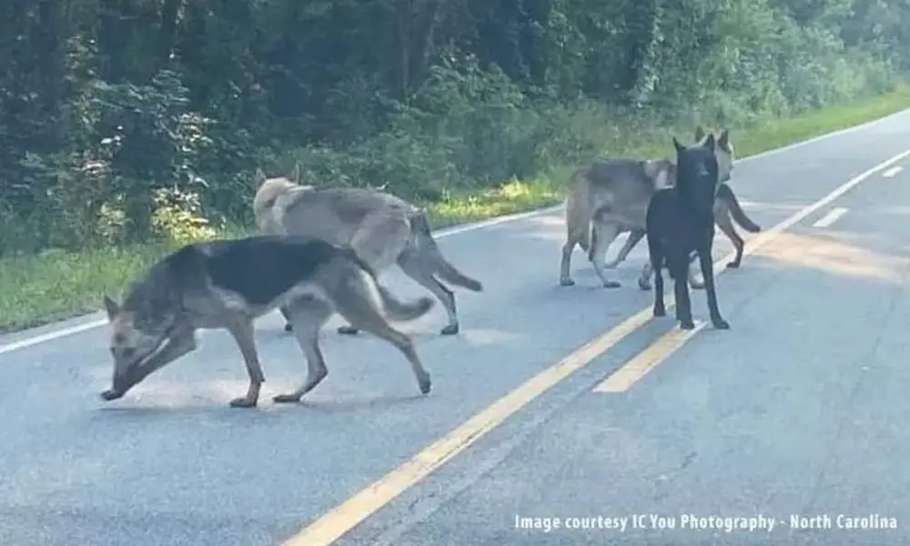 how big are german shepherd wolf dogs