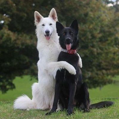 black and white german shepherds