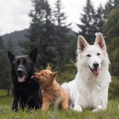 black and white german shepherds with puppy