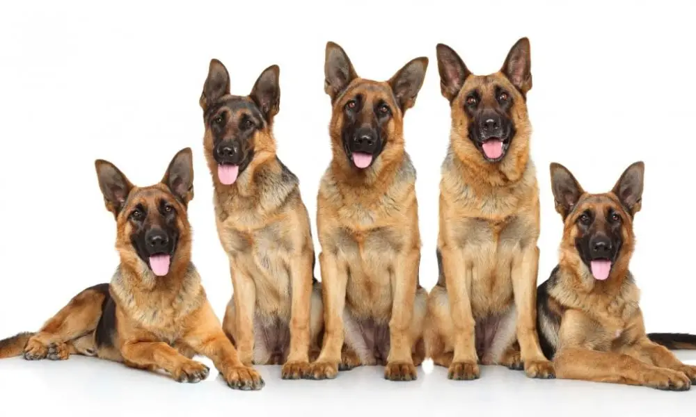 Police Compare Drug Bust to Five German Shepherds – The Internet Goes ...