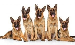 five german shepherds