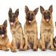 five german shepherds