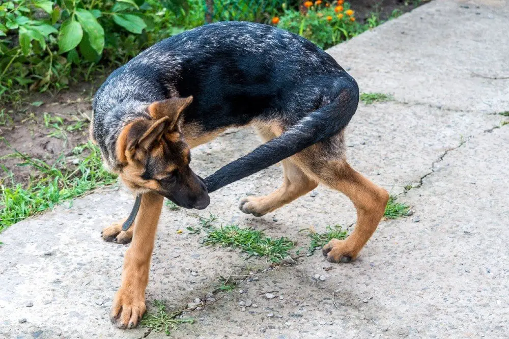 german shepherd chasing tail