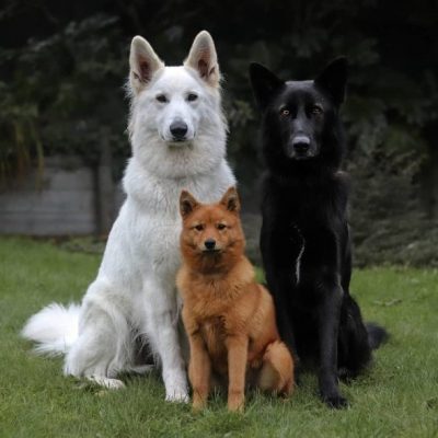 german shepherd family