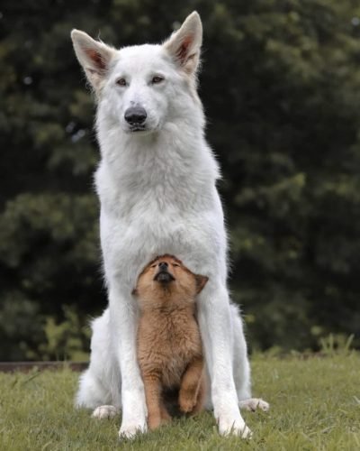 white german shepherd with puppy