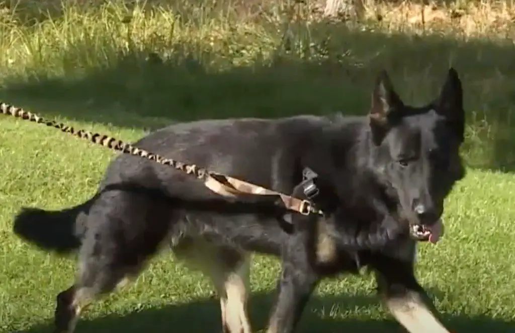 german shepherd ronin adopted by officer