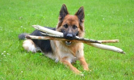 german shepherd with sticks