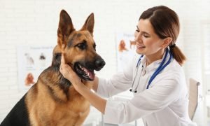 veterinarian shortage