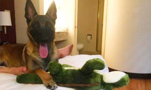 belgian malinois Eva