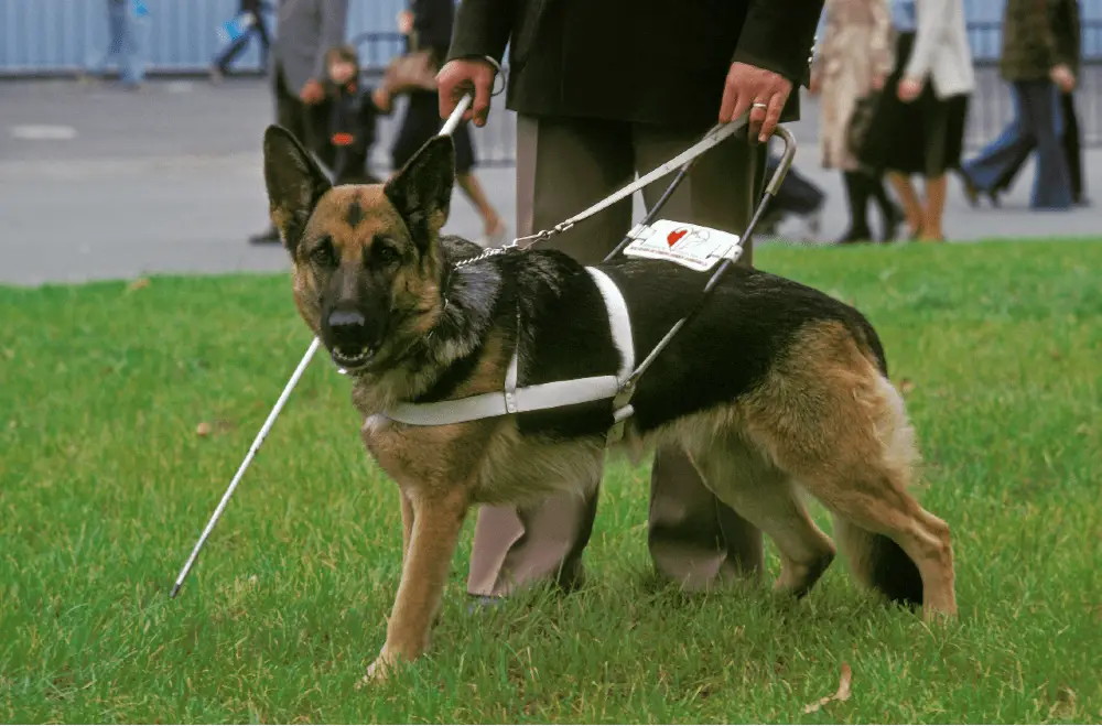 german shepherd guide dog