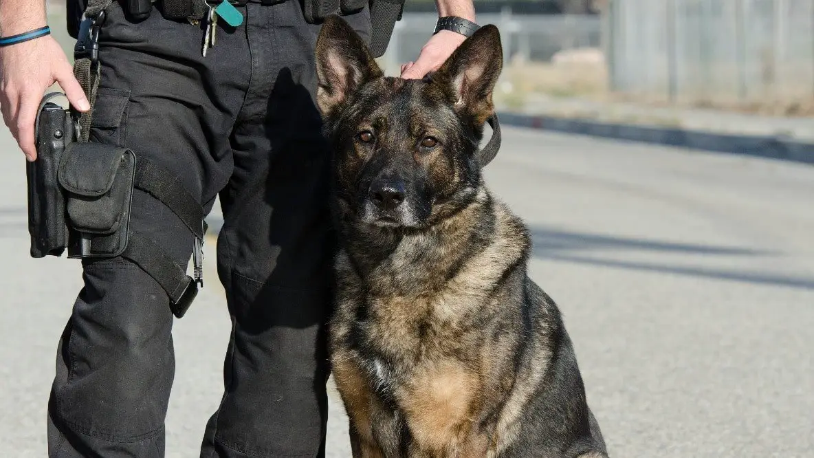 german shepherd police k9