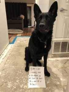 German Shepherd Dog Shaming Pictures | German Shepherd Country