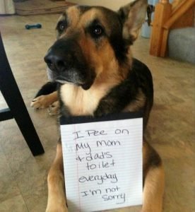 German Shepherd Dog Shaming Pictures | German Shepherd Country