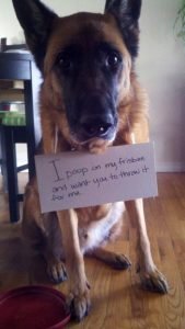 German Shepherd Dog Shaming Pictures | German Shepherd Country