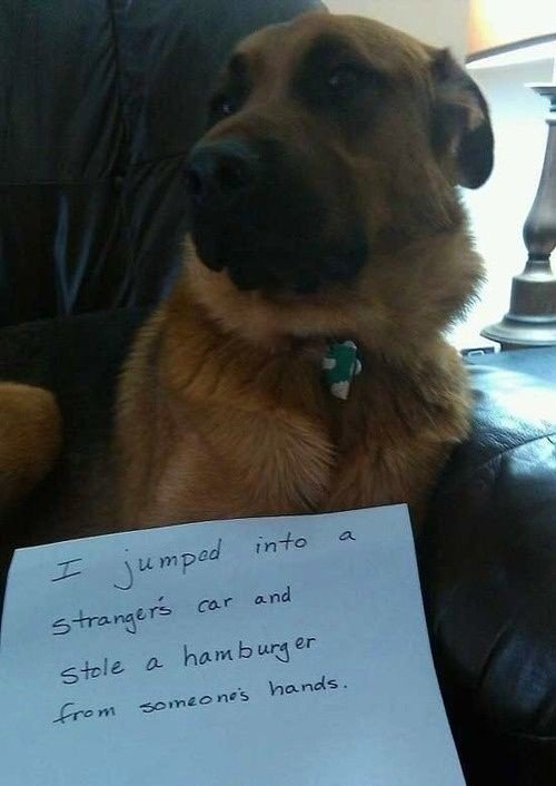 german shepherd dog shaming